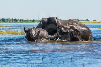 Chobe National Park in Botswana. Watering in the Okavango Delta. The concept of active and exotic tourism. African elephants crossing river in shallow water