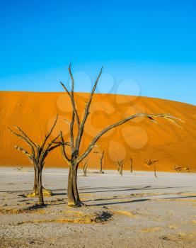 Orange dunes and dried trees. The bottom of dried lake Deadvlei. Namib-Naukluft National Park, Namibia. The concept of exotic travel