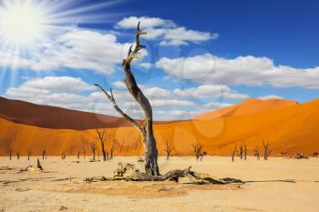 The bottom of dry lake with dry tree in Namib-Naukluft National Park. The long shadows of the evening sunset