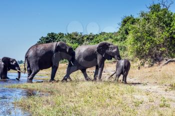 Watering in the  river. Chobe National Park in Botswana. Herd of African elephants crossing shallow Delta Okavango. The concept of active tourism