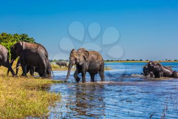  Herd of African elephants crossing shallow Delta Okavango. Watering in the  river. Chobe National Park in Botswana
