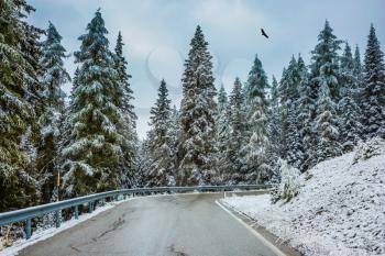 Winter has come. Wet road in the mountains among the snow-covered firs and pines. Birds flying in the snow under the low clouds