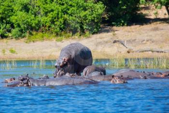 The concept of extreme and exotic tourism in Okavango Delta. Chobe National Park in Botswana. Huge herd of hippos  resting in cool waters of the river 