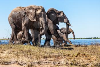  Family of elephants with two calves came to drink. Botswana Chobe National Park, the river Zambezi