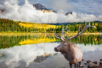  Jasper National Park in the Rocky Mountains of Canada. Proud deer antlered stands on the banks of the pretty lake. The lake reflects multi-colored autumn woods and mountains