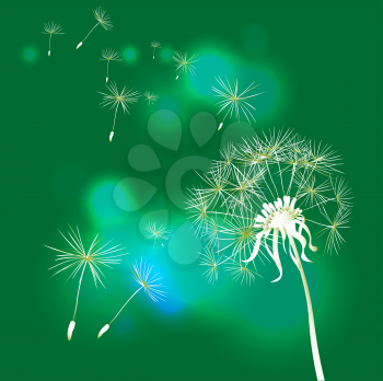 dandelion on green background