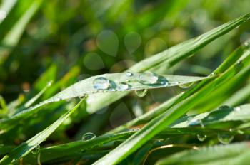 Royalty Free Photo of a Blade of Grass With Moisture