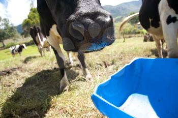 Close-up of a cow's nose with other cows in the back