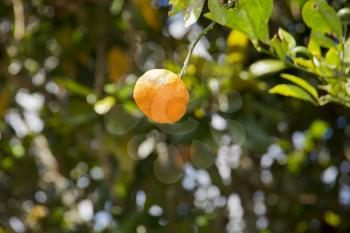 Ripe tangerine on a tree during a sunny day