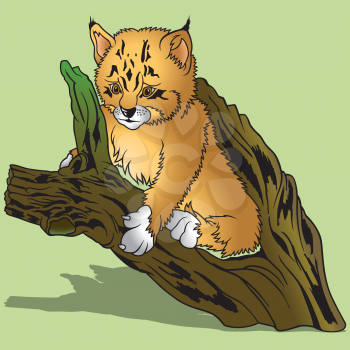 Royalty Free Clipart Image of a Lynx