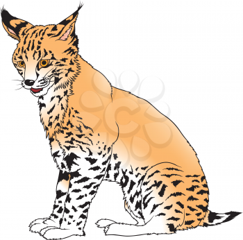 Royalty Free Clipart Image of a Lynx