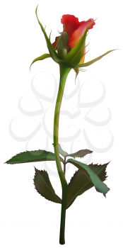 Roses Clipart