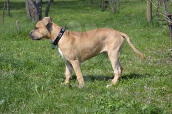 American Staffordshire Terrier puppy over green background