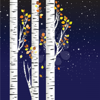 Birch trees in the autumn over a starry night