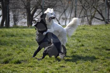 Dogs fighting