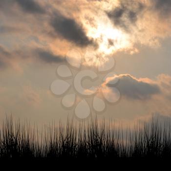 Wild grass silhouette against the sky