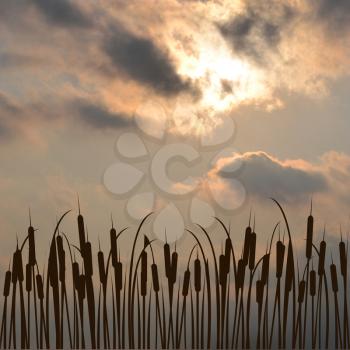 Bulrush silhouette against cloudy sky