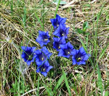  Gentiana flowers in alpine meadow