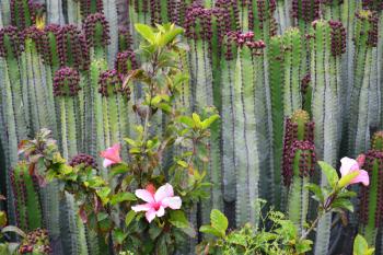 Bright pink hibiscus  rosa sinensis on green cactus natural background