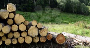 Freshly cut logs from tree laying in green grass in mountainside forest area