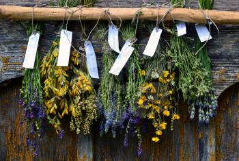 Bunches of dry herbal plants hanging on wooden wall 