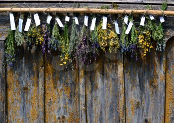 Bunches of dry herbal plants with labels hanging on old wooden wall