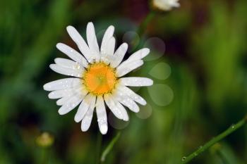 White daisy with water drops  in green grass