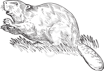 Royalty Free Clipart Image of a Sketch of a Beaver