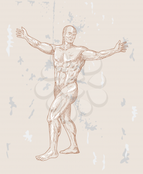 Royalty Free Clipart Image of Muscular Male Anatomy