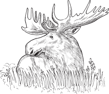 Royalty Free Clipart Image of a Moose Sketch