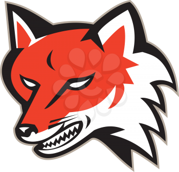 Illustration of an angry fox wild dog wolf head set on isolated white background done in retro style. 
