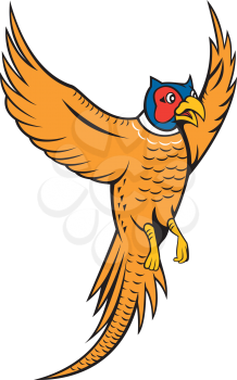 Illustration of pheasant bird fowl Phasianinae flying up set on isolated white background done in cartoon style. 