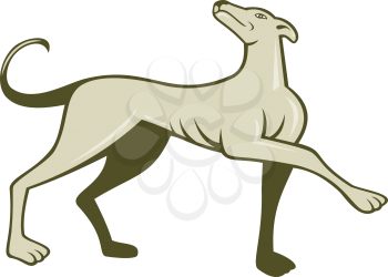 Illustration of a greyhound dog marching walking looking up viewed from side set  on isolated white background done in cartoon style.