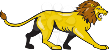 Illustration of an angry lion big cat walking roaring viewed from the side set on isolated white background done in cartoon style. 