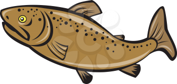 Illustration of a brown trout spotted fish viewed from the side on isolated white background done in cartoon style.