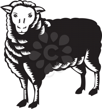 Illustration of a sheep lamb viewed from side set on isolated white background done in retro woodcut style. 