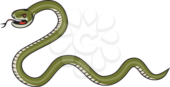 Illustration of a serpent snake viper coiling viewed from the side set on isolated white background done in cartoon style. 