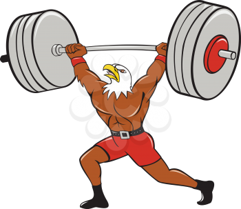 Cartoon style illustration of a bald eagle weightlifter lifting barbell looking up to the side set on isolated white background. 