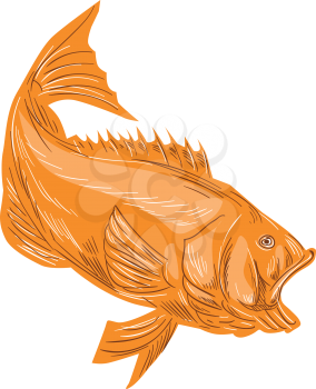 Drawing sketch style illustration of a largemouth bass fish diving viewed from the side set on isolated white background. 