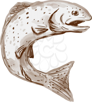 Watercolor style illustration of a rainbow trout fish jumping viewed from the side set on isolated white background.