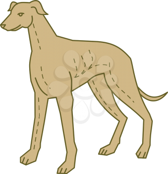 Mono line style illustration of a greyhound dog standing set on isolated white background. 