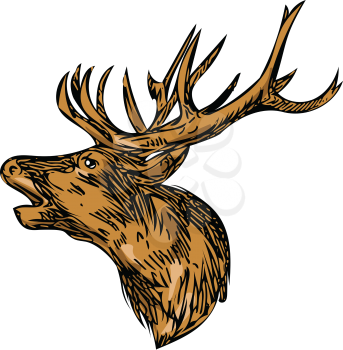 Drawing sketch style illustration of a red deer stag buck head roaring facing side set on isolated white background. 