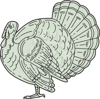 Mono line style illustration of a wild turkey viewed from the side set on isolated white background. 