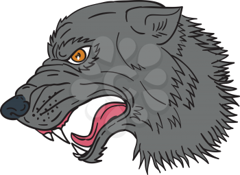 Drawing sketch style illustration of grey wolf head growling viewed from the side set on isolated white background. 