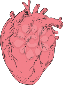 Drawing sketch style illustration of a human heart anatomy set isolated white background.