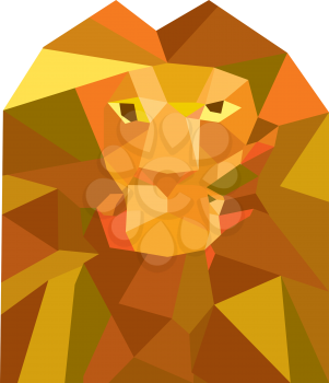 Low polygon style illustration of a lion big cat head viewed from front set on isolated white background.