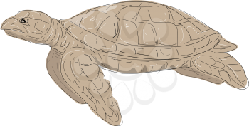Illustration of a Hawksbill Sea Turtle swimming viewed from Side done in hand sketch Drawing style.