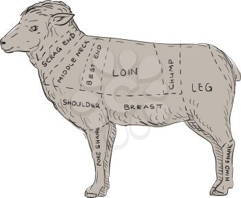 Illustration of a Vintage Lamb Meat Cut Map done in hand sketch Drawing style.