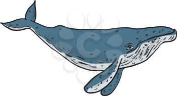 Drawing sketch style illustration of a humpback whale, a species of baleen whale, with distinctive body shape, long pectoral fins and knobbly head in color on isolated background.