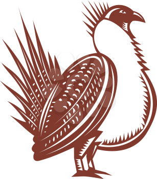 Retro woodcut style illustration of an adult male greater sage-grouse, sage grouse bird or sagehen, the largest grouse in North America viewed from side on isolated background.